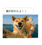 自撮りする柴犬の日常（個別スタンプ：36）