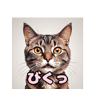 表情ゆたか！ねこスタンプ（個別スタンプ：2）