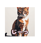 表情ゆたか！ねこスタンプ（個別スタンプ：21）