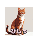 表情ゆたか！ねこスタンプ（個別スタンプ：26）