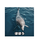表情ゆたかイルカ（個別スタンプ：10）