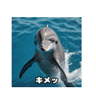 表情ゆたかイルカ（個別スタンプ：26）