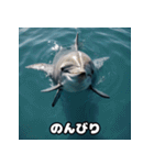 表情ゆたかイルカ（個別スタンプ：27）