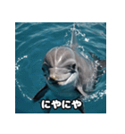 表情ゆたかイルカ（個別スタンプ：28）