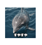 表情ゆたかイルカ（個別スタンプ：31）