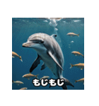 表情ゆたかイルカ（個別スタンプ：35）