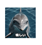 表情ゆたかイルカ（個別スタンプ：37）