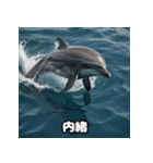 表情ゆたかイルカ（個別スタンプ：38）
