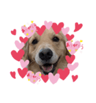 GoldenRetriever589（個別スタンプ：1）