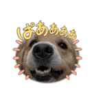 GoldenRetriever589（個別スタンプ：2）