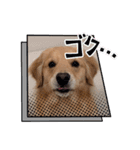 GoldenRetriever589（個別スタンプ：3）