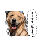 GoldenRetriever589（個別スタンプ：4）