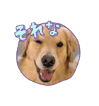 GoldenRetriever589（個別スタンプ：5）