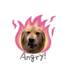 GoldenRetriever589（個別スタンプ：6）