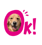 GoldenRetriever589（個別スタンプ：7）