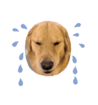 GoldenRetriever589（個別スタンプ：8）
