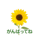 お花で ひとこと（個別スタンプ：4）