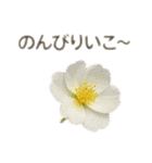 お花で ひとこと（個別スタンプ：13）