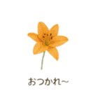 お花で ひとこと（個別スタンプ：19）