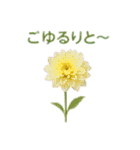 お花で ひとこと（個別スタンプ：31）