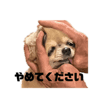 きゅんちゃこ（個別スタンプ：1）