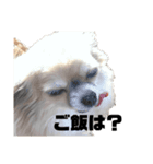 きゅんちゃこ（個別スタンプ：3）
