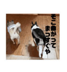 きゅんちゃこ（個別スタンプ：8）