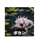 ごきげんウーパくん（個別スタンプ：17）