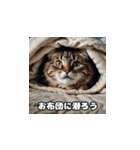 やさしい猫スタンプ（個別スタンプ：6）