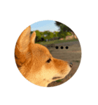 SHIBA INU ちゃん（個別スタンプ：1）