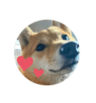 SHIBA INU ちゃん（個別スタンプ：2）