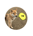 SHIBA INU ちゃん（個別スタンプ：3）