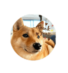 SHIBA INU ちゃん（個別スタンプ：4）