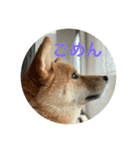 SHIBA INU ちゃん（個別スタンプ：6）