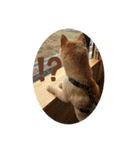 SHIBA INU ちゃん（個別スタンプ：7）
