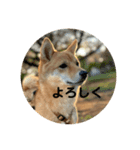SHIBA INU ちゃん（個別スタンプ：8）