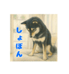黒柴わさび ・ そっくりイラストのスタンプ（個別スタンプ：19）