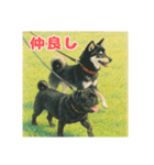黒柴わさび ・ そっくりイラストのスタンプ（個別スタンプ：30）