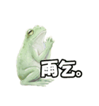 カエるくん（個別スタンプ：1）