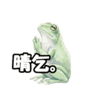 カエるくん（個別スタンプ：2）