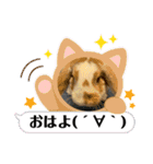 ねこになったんです。うさぎのフッくん（個別スタンプ：1）