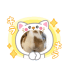 ねこになったんです。うさぎのフッくん（個別スタンプ：4）