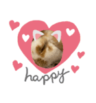 ねこになったんです。うさぎのフッくん（個別スタンプ：5）