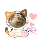 ねこになったんです。うさぎのフッくん（個別スタンプ：8）