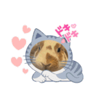 ねこになったんです。うさぎのフッくん（個別スタンプ：9）