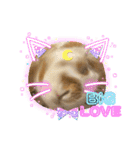 ねこになったんです。うさぎのフッくん（個別スタンプ：12）