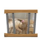 ねこになったんです。うさぎのフッくん（個別スタンプ：15）