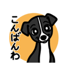 【ブラック】1年中使える♡パピーイタグレ（個別スタンプ：3）