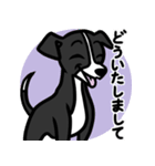 【ブラック】1年中使える♡パピーイタグレ（個別スタンプ：6）