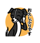 【ブラック】1年中使える♡パピーイタグレ（個別スタンプ：17）